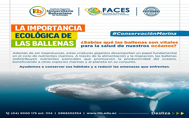 Día Mundial de las Ballenas